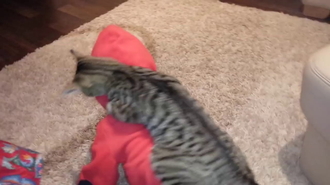 Cowboy Cat Rides Little Girl's Back