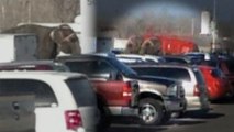 Elephants Escape Circus, Loiter in Parking Lot