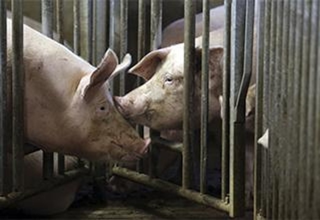‘NetEase,' A Chinese Game Company, Will Sell Organic Pork
