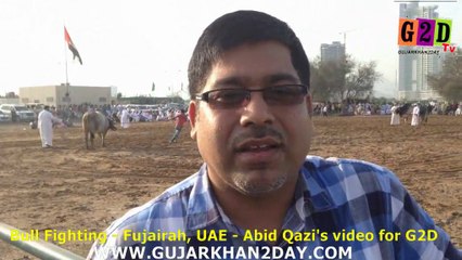 Abid Qazi's Video - Bull Fighting Fujairah - UAE