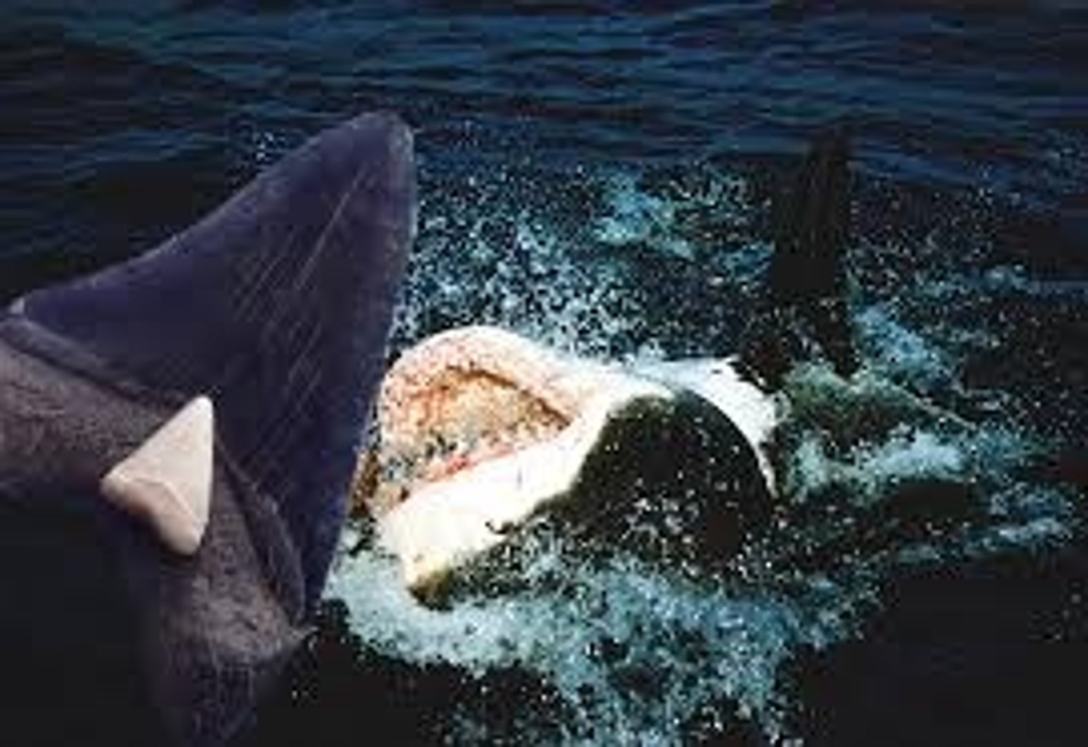 ⁣In Search of Mexico's 60-foot Black Demon Shark - Nature Documentary