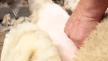 Ireland Facing Sheep Shortage Ahead of 'Shearing Olympics'