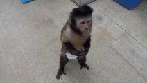 monkey buys drink from vending machine