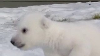 Polar Bear!!