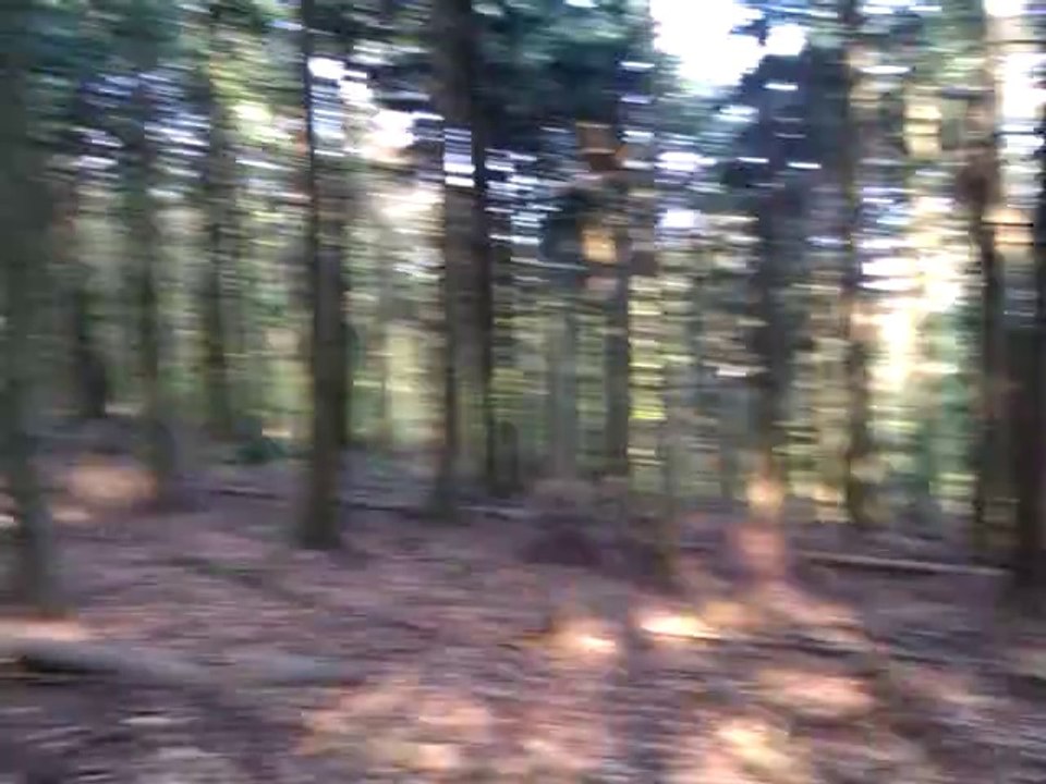 Ballade Forestière à la Hoube (57)