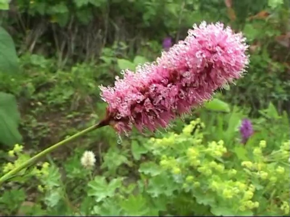 Rota vahşi doğada yürüdü  çamlıhemşin .nin insan geçmemiş ormanlarında geziye varmısınız  kaçkarlarda