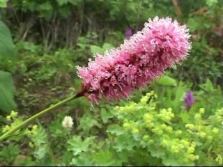 Rota vahşi doğada yürüdü  çamlıhemşin .nin insan geçmemiş ormanlarında geziye varmısınız  kaçkarlarda