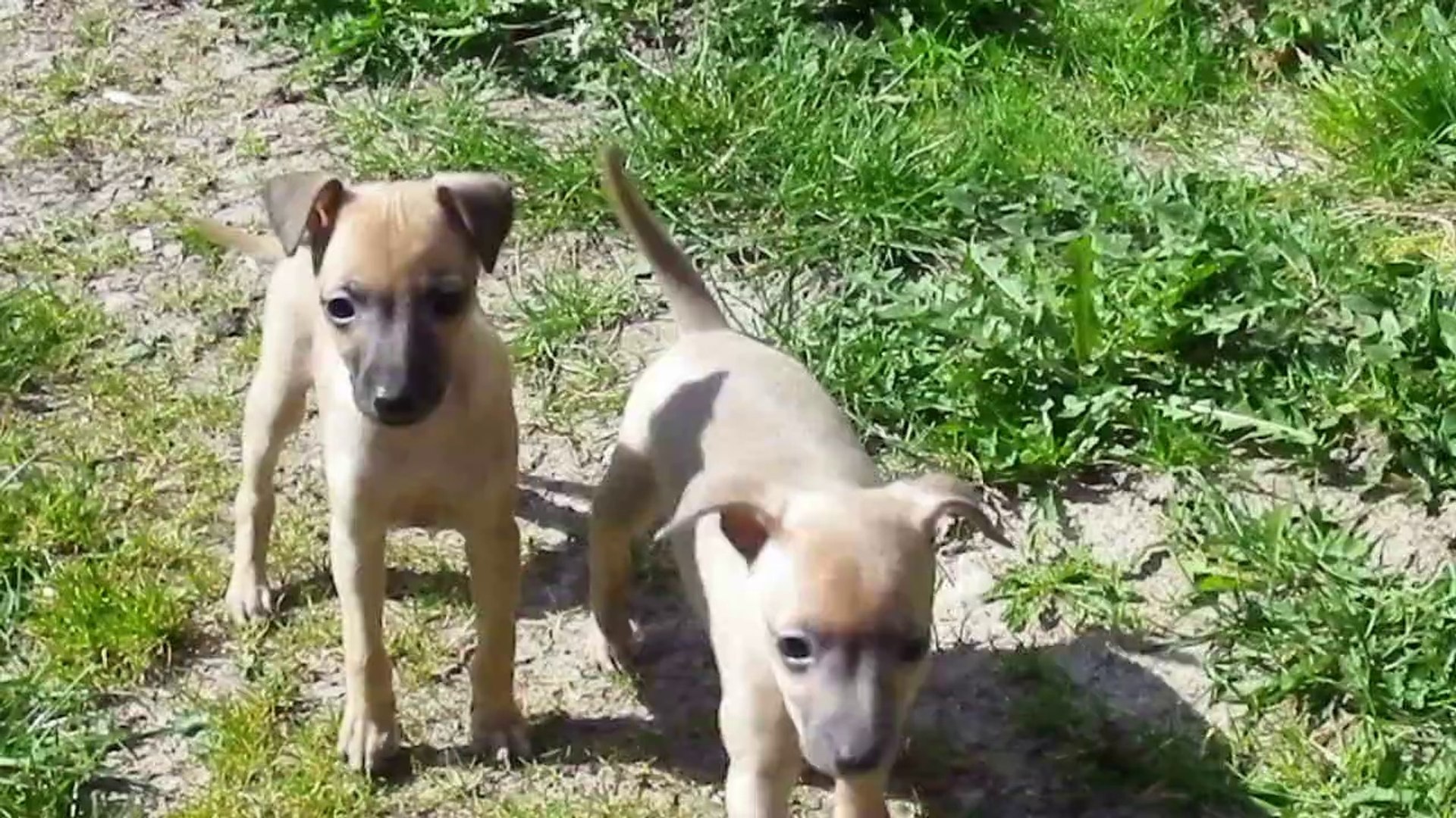 Chiots Petits Levriers Italiens Video Dailymotion