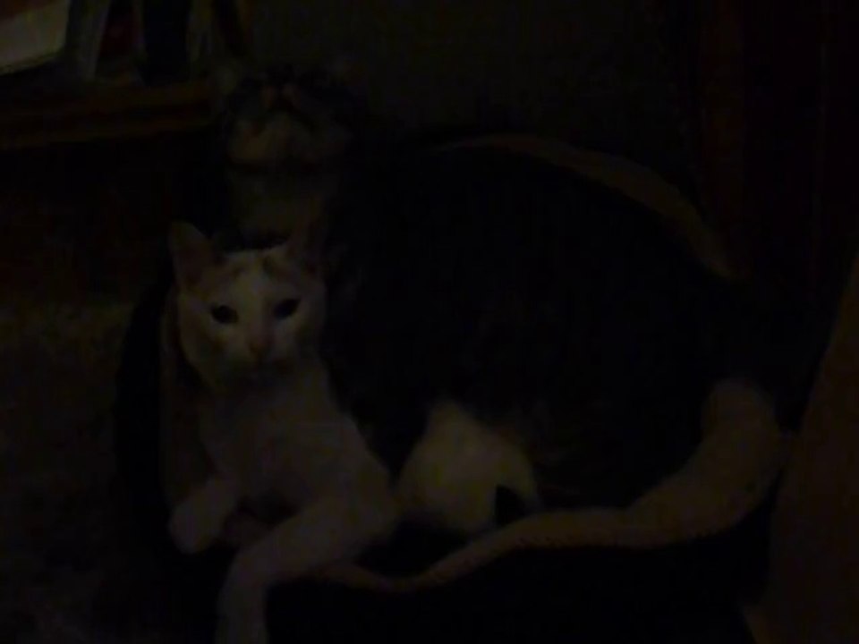 Ipso et Frimouse 11 04 14