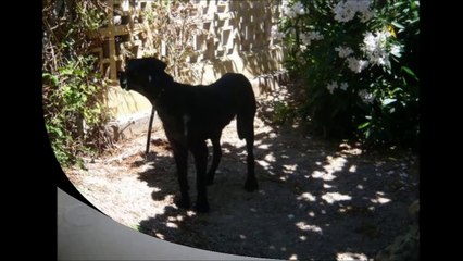 aqui estan casi todos los perros del centro canino