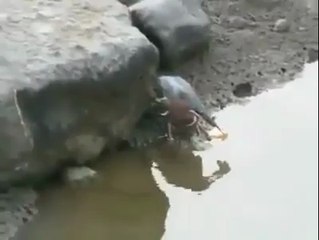 WooW!! Amazing Idea What an Idea - Super Hit Videos