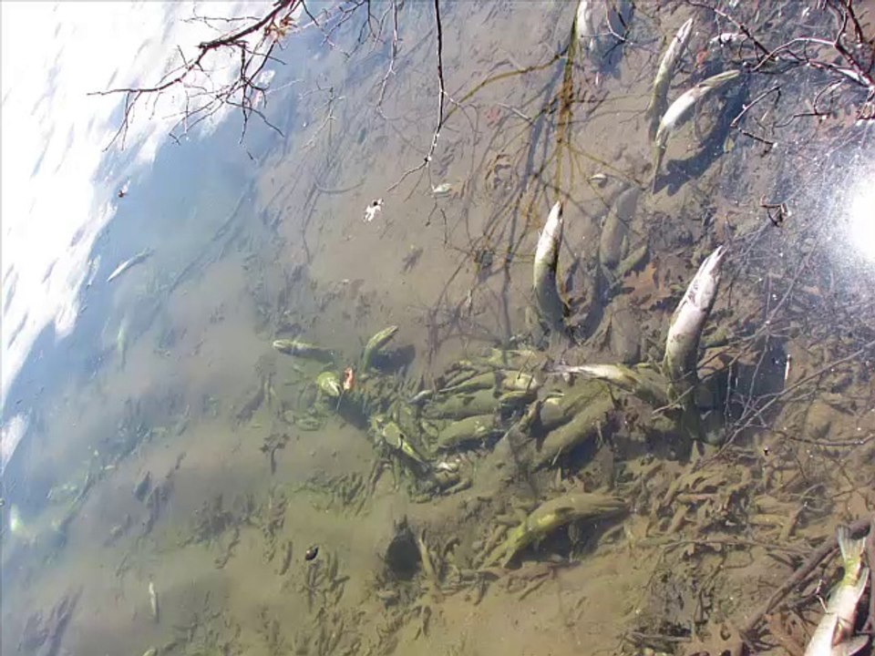 WINTER FISH KILL in MINNESOTA