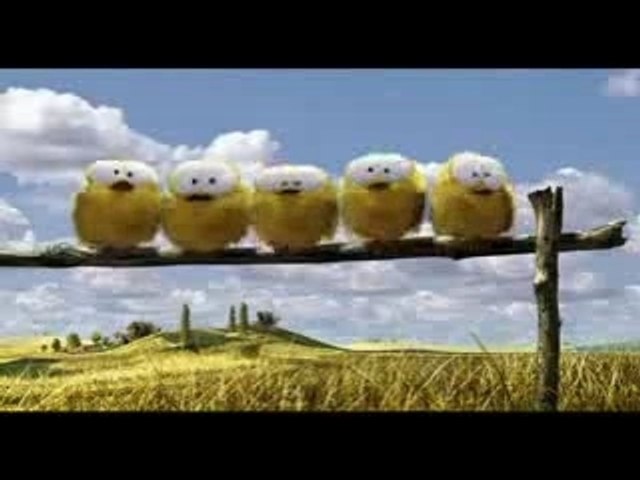 Tennis birds - Oiseaux Tennis