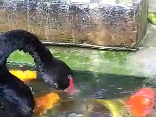 Siyah Kuğu'nun Koi Balıklarını beslemesi