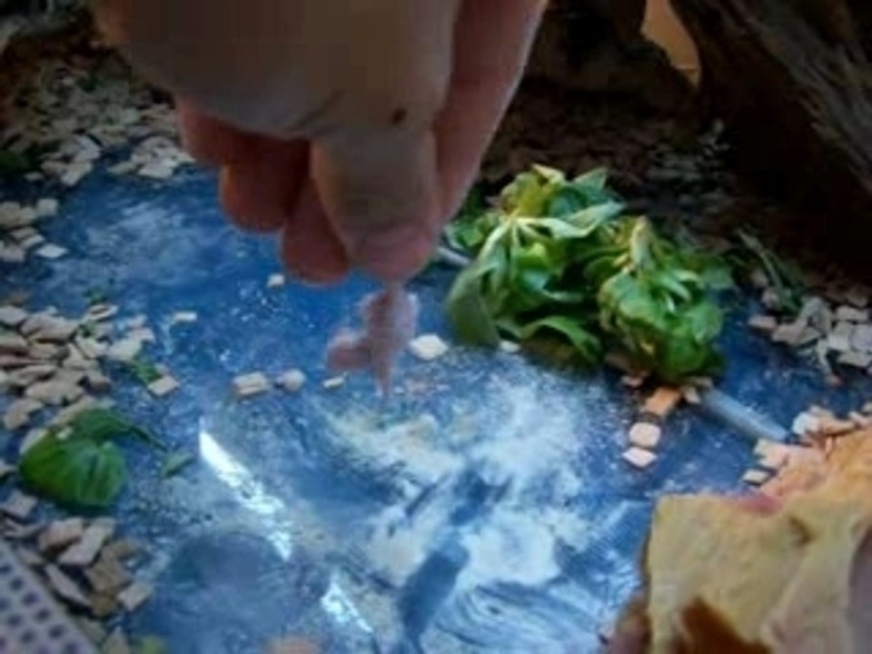 Un Sourisseau au diner