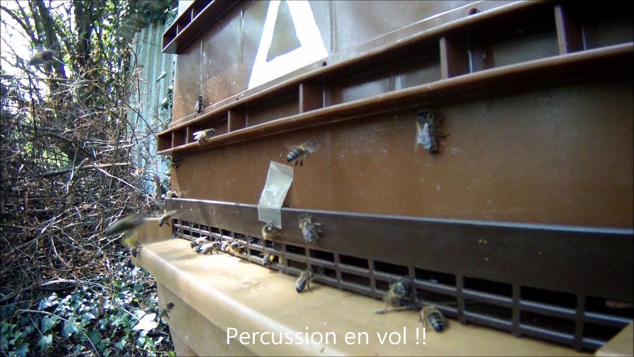 2014-04-12 - Ruche A