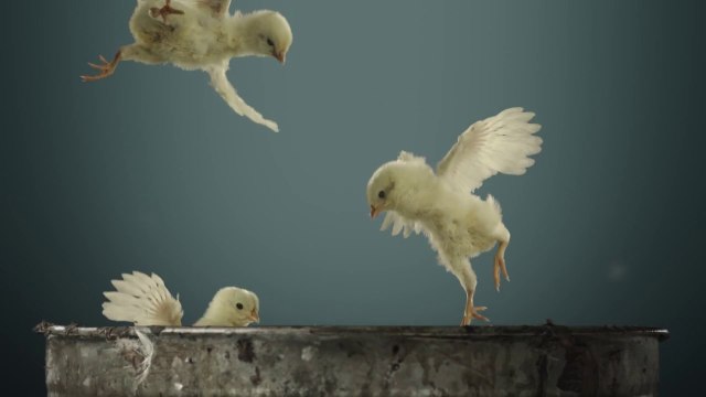 PETA Commercial Of Flying Baby Chicks Is The Cutest And Saddest Ad Ever