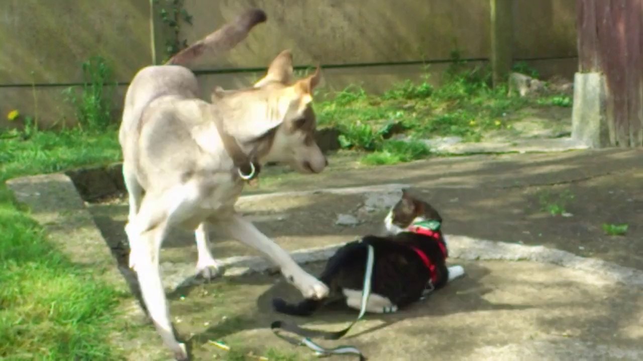 Le loup et le chat jouent dehors