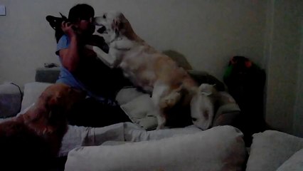 Annesinin Azarladığı Çocuğu Koruyan Köpekler