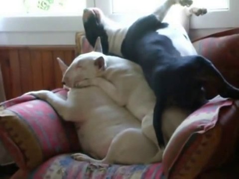 3 chiens essaient de dormir l'un sur l'autre! Hilarant...
