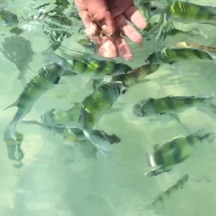 "Petit poisson" à Krabi