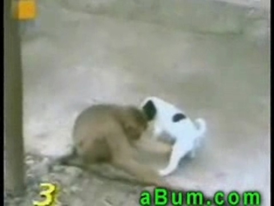 Mono  tocando inga