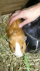 cochon lapin avril 2014