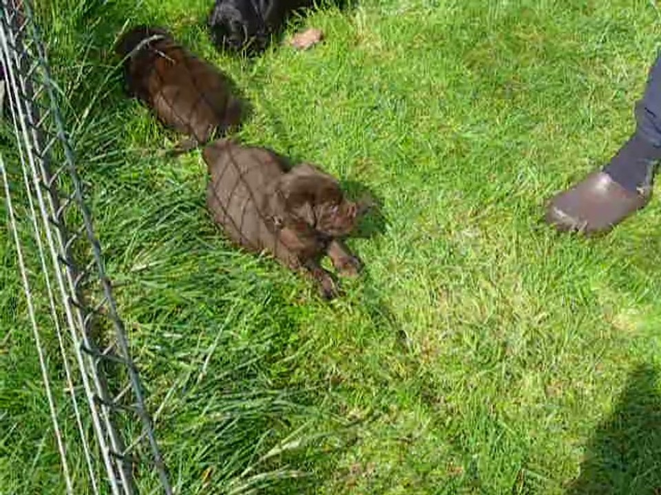 Chiots labrador video 1