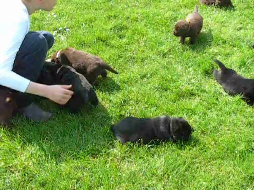 Chiots labrador video 3