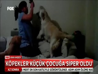 Köpekler küçük çocuğu korumak için böyle siper oldu
