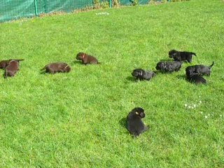 chiots labrador video6
