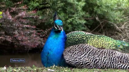 Spirit Of The Earth | Stive Morgan