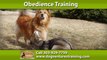 Denver Dog Training | Dog Ventures