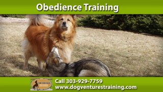 Denver Dog Training | Dog Ventures