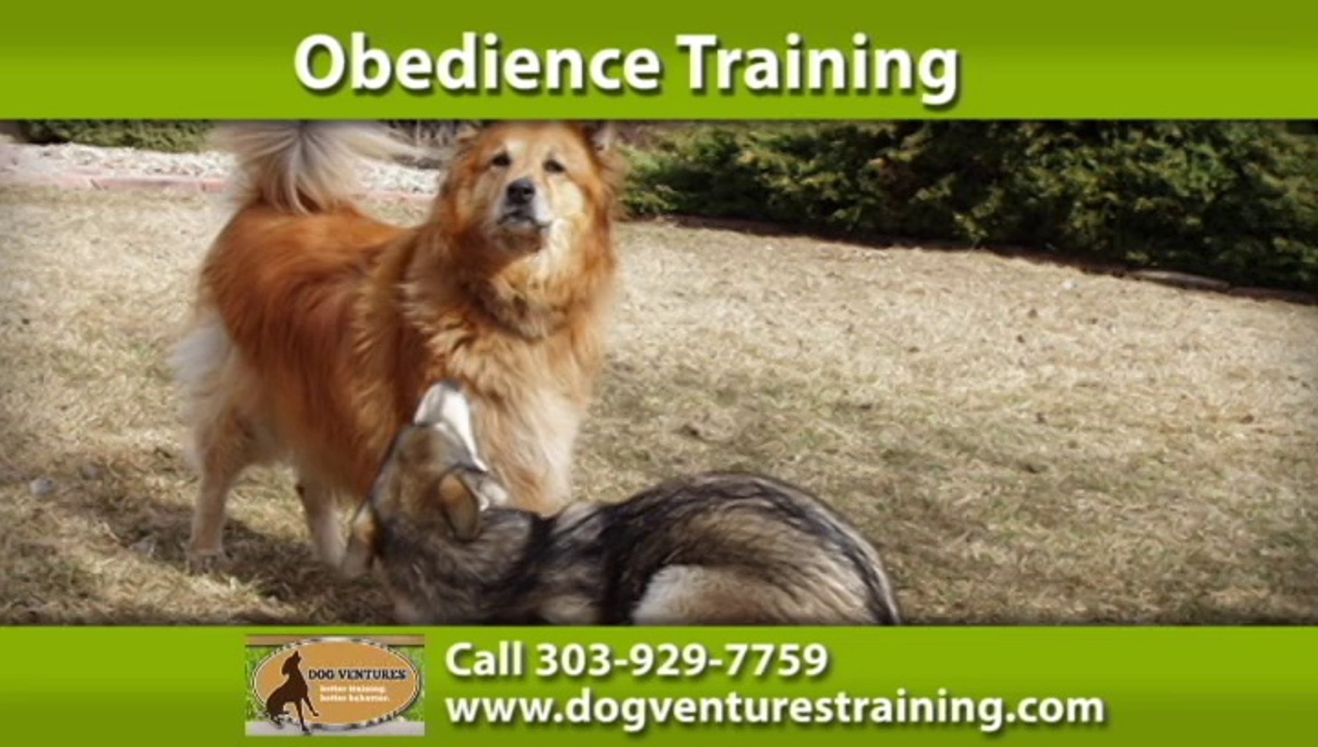 ⁣Denver Dog Training | Dog Ventures