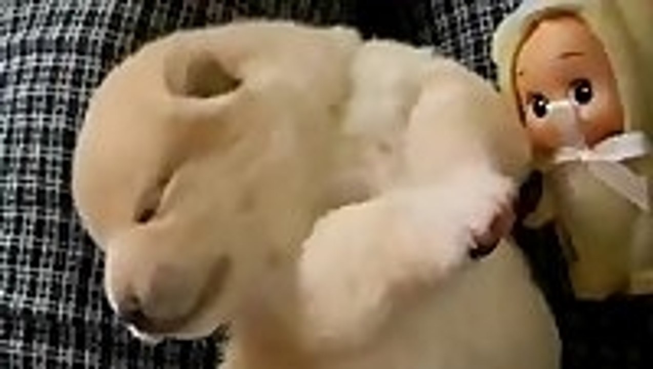 Ridiculously cute Akita puppy