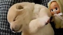 Ridiculously cute Akita puppy