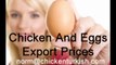 Turkish Eggs   Exporters and Eggs Prices www.chickenturkish.com.