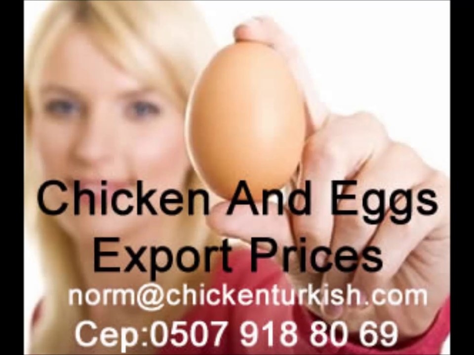 Turkish Eggs   Exporters and Eggs Prices www.chickenturkish.com.