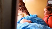 Giraffe Kisses Sick Zoo Employee Goodbye