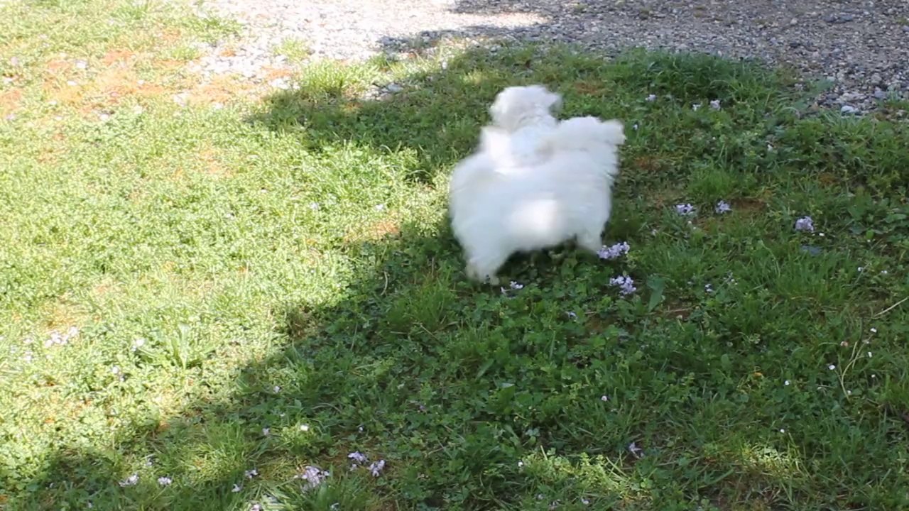 Au secours, mes fleurs!!!