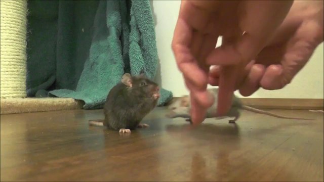 Une souris apprend à marcher en arrière... Adorable!