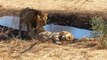 Asiatic Lion in Gir National Park, Sasan
