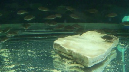 F0 İkola Kaiser Yavrularım 25.03.2014