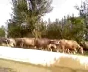 swimming girls in lahore