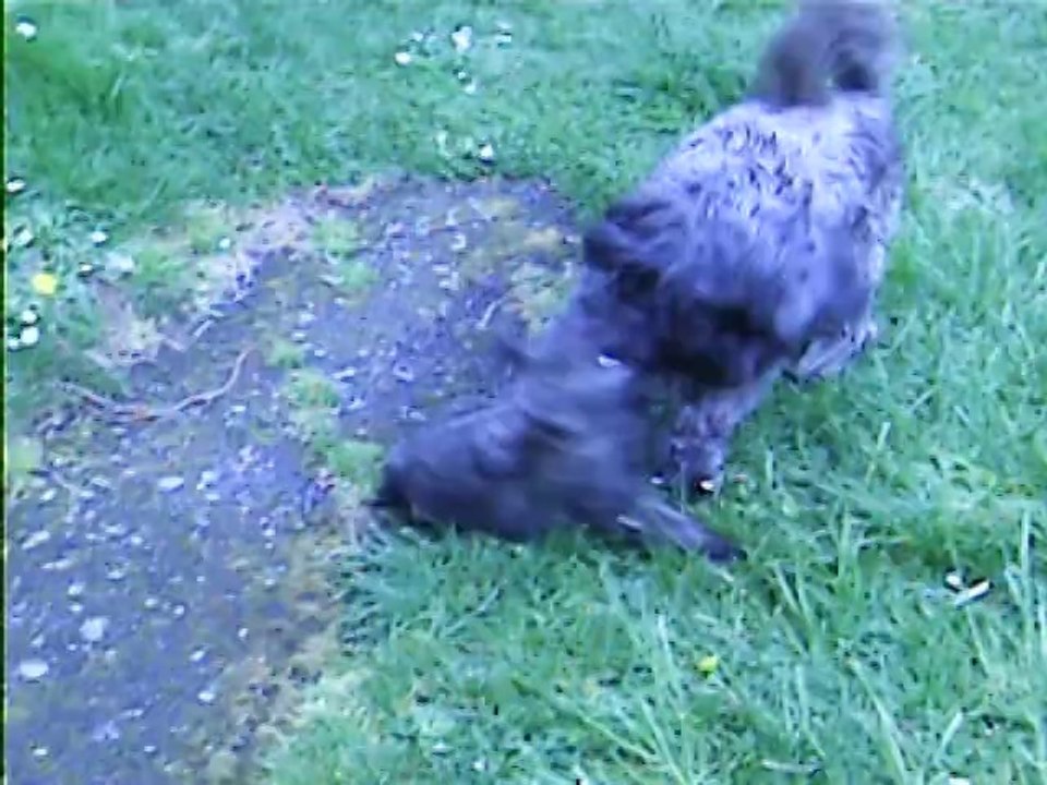 les chiens dehors