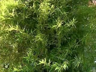 Jonathan lambert_camera-cachee