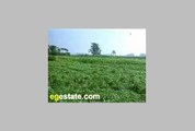 agricultural  land for sale in oase farafra      ارضى زراعية للبيع فى واحة الفرافرة