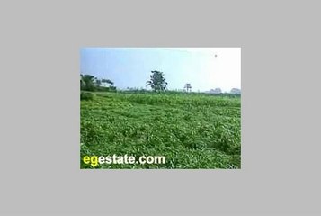 agricultural  land for sale in oase farafra      ارضى زراعية للبيع فى واحة الفرافرة