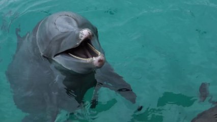A la rencontre des dauphins à Moorea/ Décollage immédiat